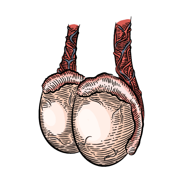 Rundertestikel