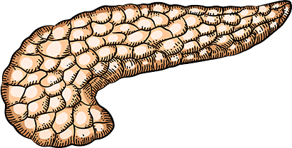 ALVLEESKLIER
