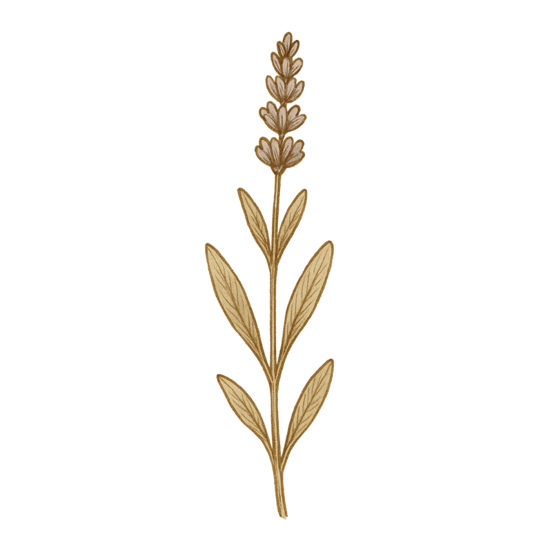 LAVENDEL-OLIE